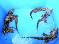 bw males grp 200 a.JPG