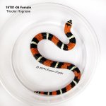 19T01-06F_sm.jpg