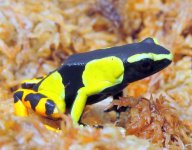 tn_painted_mantella1.jpg