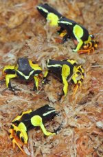 tn_baroni mantella.jpg