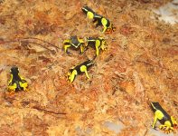 tn_painted mantella 2.jpg