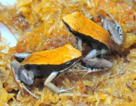 tn_brown mantella3.jpg