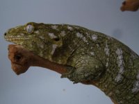 reptilesforever 2 052.JPG