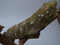 reptilesforever 2 053.JPG
