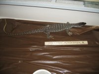 IMG_0864.jpg