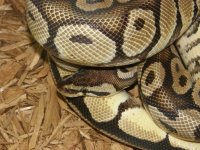 pastel pos het pied.jpg
