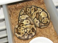 pastel pos het pied 2.jpg