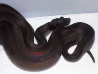 Boa_SuprMot_030708_85o.jpg