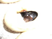 ultra ivory 002.jpg