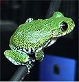 big eye tree frog.jpg