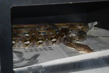 DSC_0094.jpg