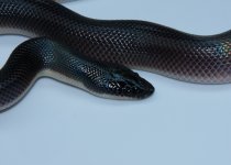 IMG_9963.JPG