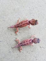 20190602_080548.jpg