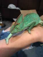 CHAMELEON.jpg