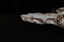 DSC_0359.jpg