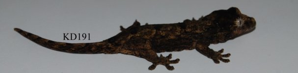 DSC_0015.jpg