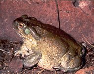 220px-Bufo_alvarius1.jpg