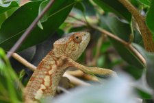 DSC_0420.jpg