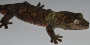 DSC_0048.jpg