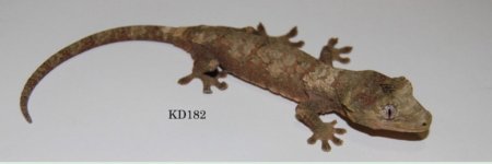 kd182.jpg