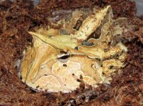 tn_horn frog1.jpg