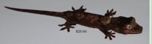 kd185.jpg