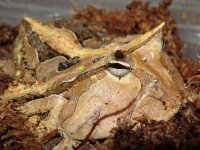 tn_horn frog2.jpg