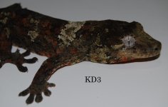 kd3.jpg