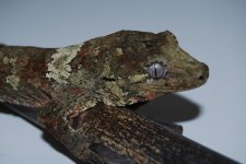 DSC_0035.jpg