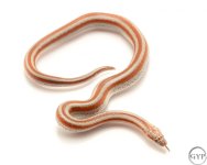 RoseyBoa3.jpg