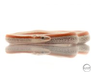 RoseyBoa2.jpg