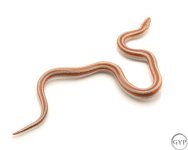 RoseyBoa1.jpg