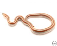 RoseyBoa4.jpg