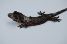 DSC_0452.jpg