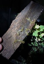 IMG_0084.jpg