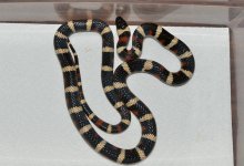 multicincta-male.jpg