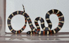 multicincta-female.jpg