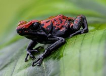 red form of adelphobates galactonotus.jpg