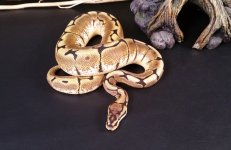 ball-python-m1-02.jpeg