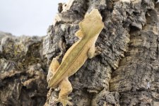 IMG_5095.jpg