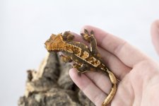 IMG_5146.jpg