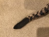 blackhead 5.jpg