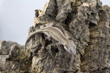 IMG_5160.jpg