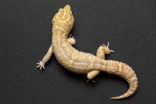 Geckos For Sale-1.jpg