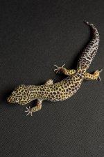Geckos For Sale-2.jpg
