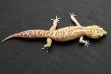 Geckos For Sale-3.jpg