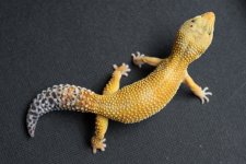 Geckos For Sale-4.jpg