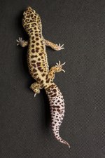 Geckos For Sale-5.jpg