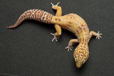 Geckos For Sale-6.jpg
