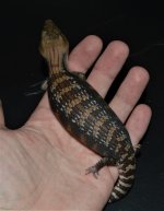 DSC_0236.jpg